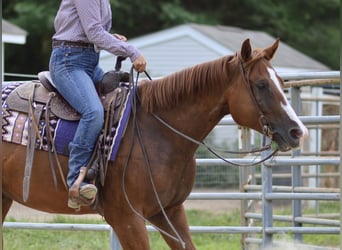 Paint Horse, Caballo castrado, 5 años, 157 cm, Alazán-tostado