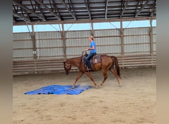 Paint Horse, Caballo castrado, 5 años, 157 cm, Alazán-tostado