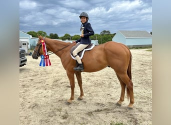 Paint Horse, Caballo castrado, 5 años, 157 cm, Alazán-tostado