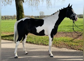 Paint Horse, Caballo castrado, 5 años, 163 cm, Pío