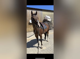 Paint Horse, Caballo castrado, 5 años, 165 cm, Castaño