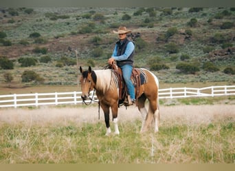 Paint Horse, Caballo castrado, 5 años, Buckskin/Bayo