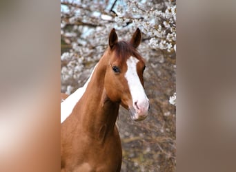 Paint Horse, Caballo castrado, 6 años, 140 cm, Tobiano-todas las-capas