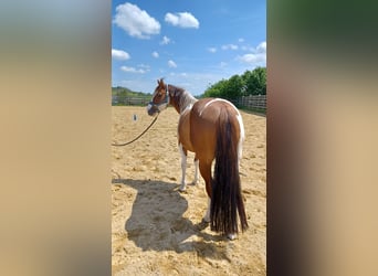 Paint Horse, Caballo castrado, 6 años, 140 cm, Tobiano-todas las-capas