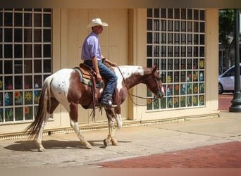 Paint Horse, Caballo castrado, 6 años, 147 cm, Alazán rojizo