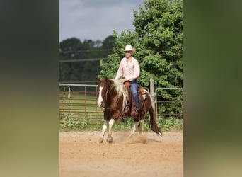 Paint Horse, Caballo castrado, 6 años, 147 cm, Alazán rojizo