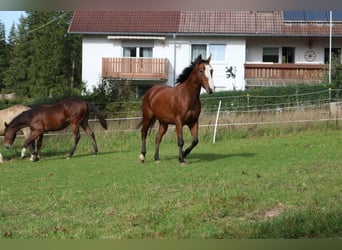 Paint Horse, Caballo castrado, 6 años, 147 cm, Overo-todas las-capas