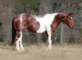 Paint Horse, Caballo castrado, 6 años, 147 cm, Pío