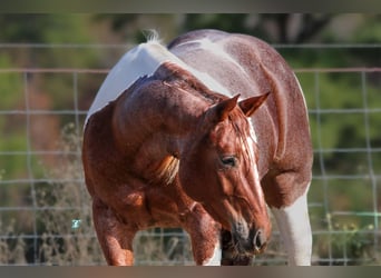 Paint Horse, Caballo castrado, 6 años, 147 cm, Pío