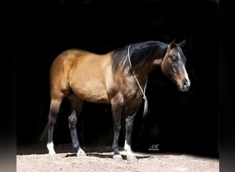 Paint Horse, Caballo castrado, 6 años, 150 cm, Bayo