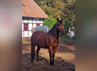 Paint Horse, Caballo castrado, 6 años, 150 cm, Castaño