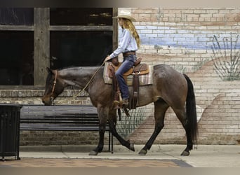 Paint Horse, Caballo castrado, 6 años, 150 cm, Castaño-ruano