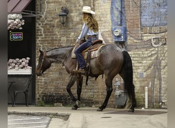 Paint Horse, Caballo castrado, 6 años, 150 cm, Castaño-ruano