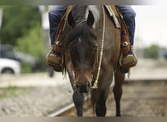 Paint Horse, Caballo castrado, 6 años, 150 cm, Castaño-ruano