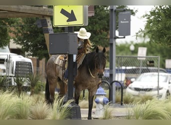 Paint Horse, Caballo castrado, 6 años, 150 cm, Castaño-ruano
