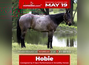 Paint Horse, Caballo castrado, 6 años, 150 cm, Castaño-ruano