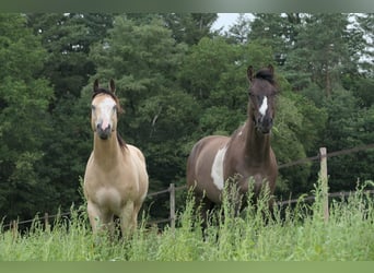 Paint Horse, Caballo castrado, 6 años, 150 cm, Grullo
