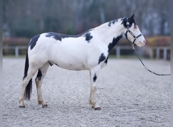 Paint Horse, Caballo castrado, 6 años, 150 cm, Overo-todas las-capas