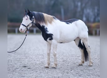 Paint Horse, Caballo castrado, 6 años, 150 cm, Overo-todas las-capas