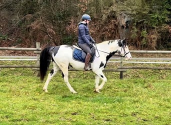 Paint Horse, Caballo castrado, 6 años, 150 cm, Overo-todas las-capas