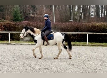 Paint Horse, Caballo castrado, 6 años, 150 cm, Overo-todas las-capas