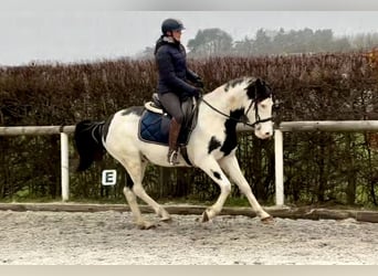 Paint Horse, Caballo castrado, 6 años, 150 cm, Overo-todas las-capas