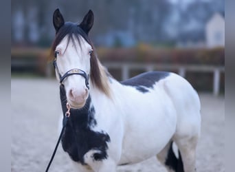 Paint Horse, Caballo castrado, 6 años, 150 cm, Overo-todas las-capas