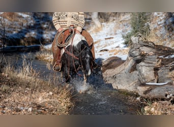 Paint Horse, Caballo castrado, 6 años, 150 cm, Ruano azulado