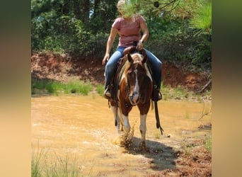 Paint Horse, Caballo castrado, 6 años, 150 cm, Tobiano-todas las-capas