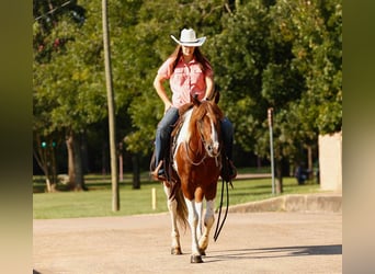 Paint Horse, Caballo castrado, 6 años, 150 cm, Tobiano-todas las-capas