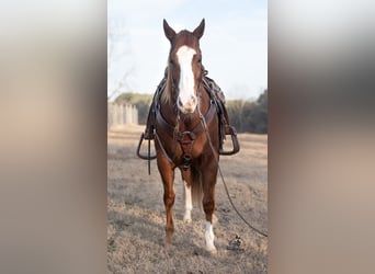 Paint Horse, Caballo castrado, 6 años, 152 cm, Alazán rojizo