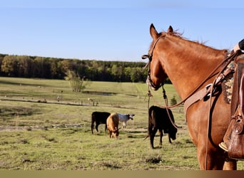 Paint Horse, Caballo castrado, 6 años, 152 cm, Alazán rojizo
