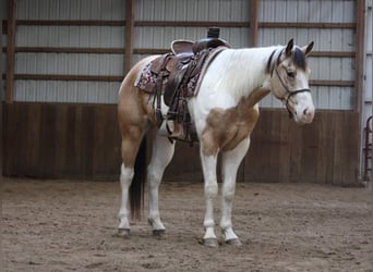 Paint Horse, Caballo castrado, 6 años, 152 cm, Buckskin/Bayo