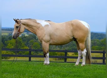 Paint Horse, Caballo castrado, 6 años, 152 cm, Buckskin/Bayo