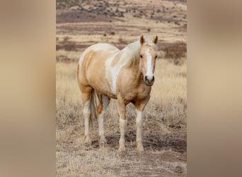 Paint Horse Mestizo, Caballo castrado, 6 años, 152 cm