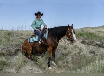Paint Horse, Caballo castrado, 6 años, 152 cm, Castaño rojizo