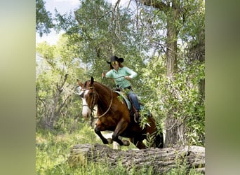 Paint Horse, Caballo castrado, 6 años, 152 cm, Castaño rojizo