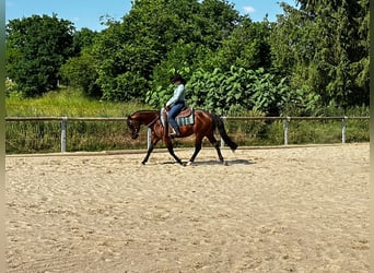 Paint Horse, Caballo castrado, 6 años, 152 cm, Castaño