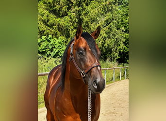 Paint Horse, Caballo castrado, 6 años, 152 cm, Castaño