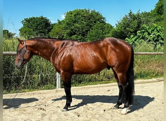 Paint Horse, Caballo castrado, 6 años, 152 cm, Castaño