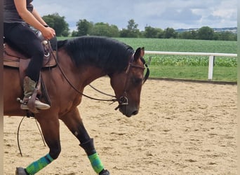 Paint Horse, Caballo castrado, 6 años, 152 cm, Castaño