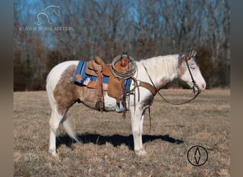 Paint Horse, Caballo castrado, 6 años, 152 cm, Grullo