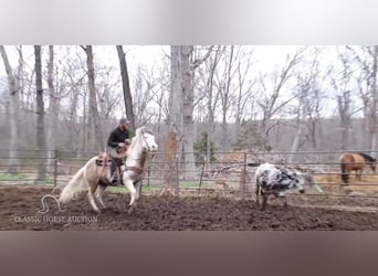 Paint Horse, Caballo castrado, 6 años, 152 cm, Grullo