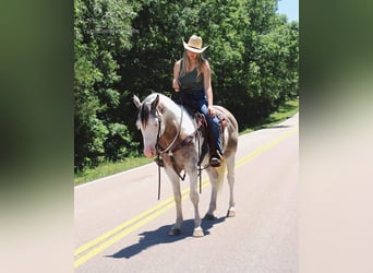 Paint Horse, Caballo castrado, 6 años, 152 cm, Grullo