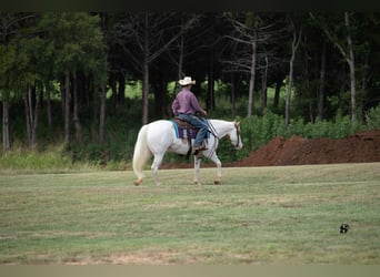 Paint Horse, Caballo castrado, 6 años, 152 cm, Pío