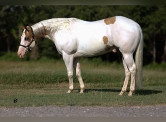 Paint Horse, Caballo castrado, 6 años, 152 cm, Pío