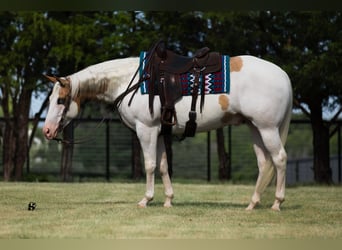 Paint Horse, Caballo castrado, 6 años, 152 cm, Pío