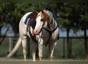 Paint Horse, Caballo castrado, 6 años, 152 cm, Pío