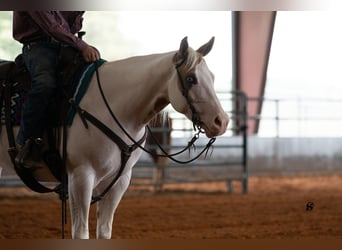 Paint Horse, Caballo castrado, 6 años, 152 cm, Pío