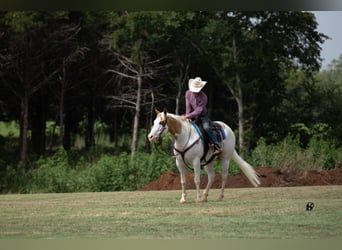 Paint Horse, Caballo castrado, 6 años, 152 cm, Pío